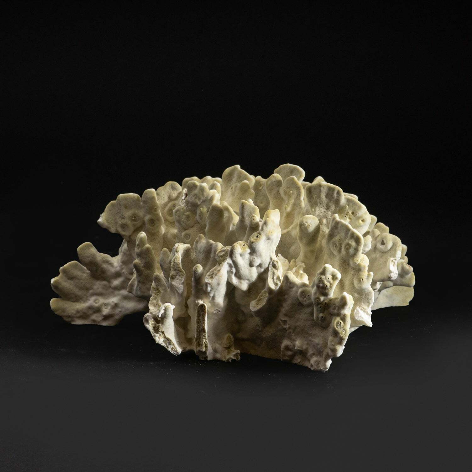 Natural Green Fire Coral (4.5