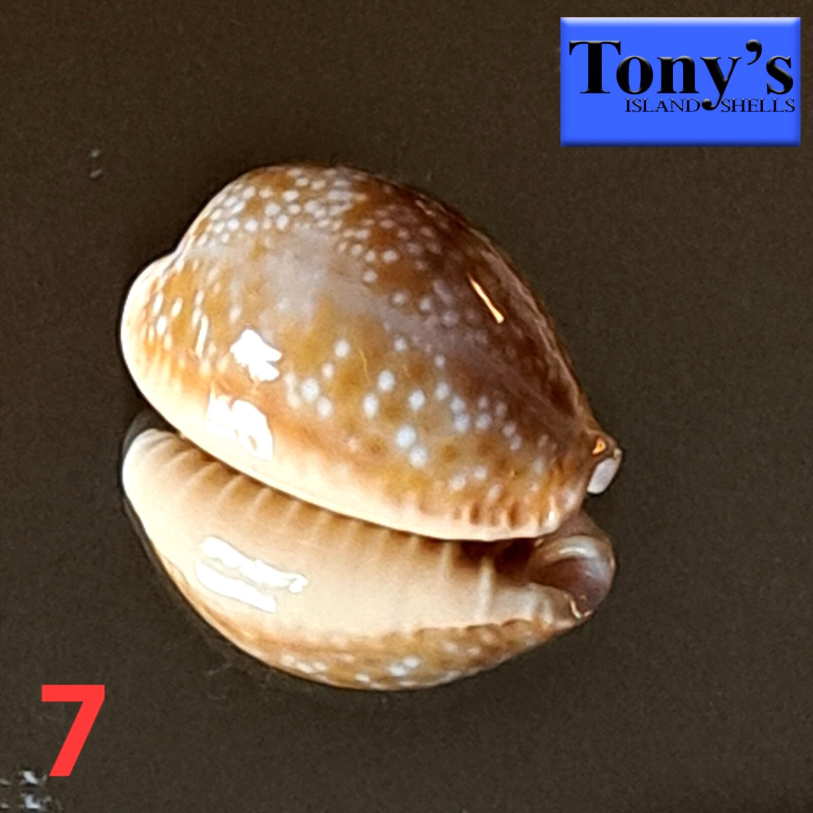 Cypraea helvola hawaiiensis #7  22.7mm EXQUISITE BEAUTY from Hawaii