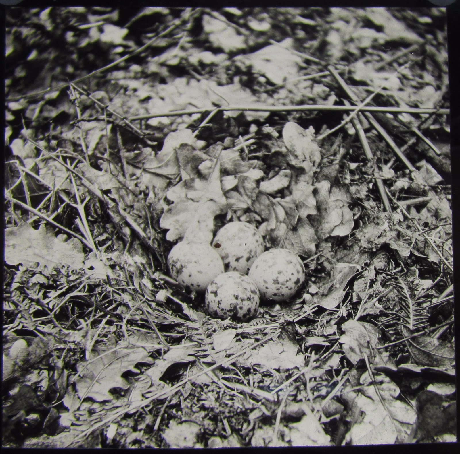 Glass Magic Lantern Slide WOODCOCKS NEST  C1890 PHOTO BIRDS 