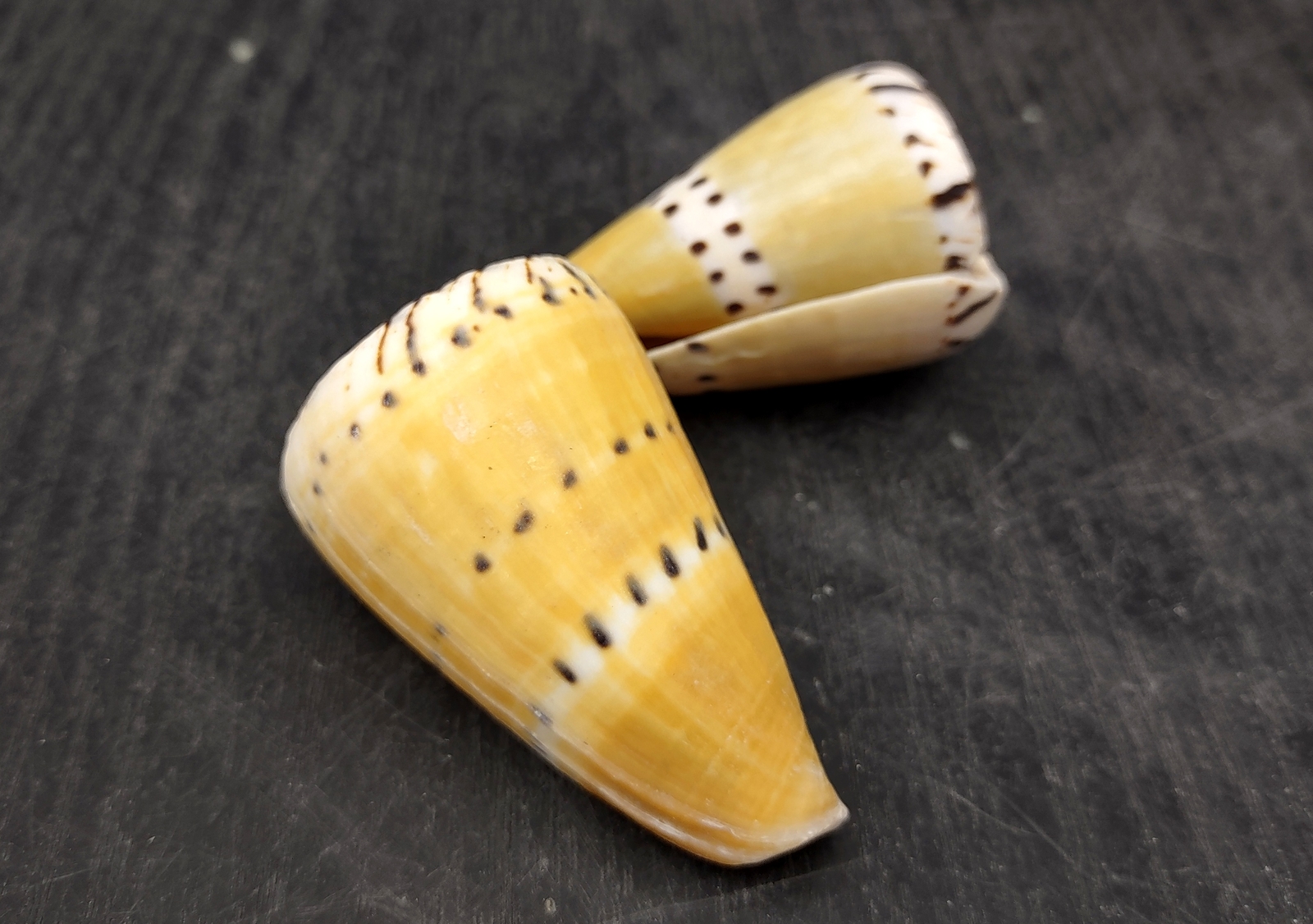 Captain Cone Seashells Conus Capitaneus (2 shells approx. 2+ inches)