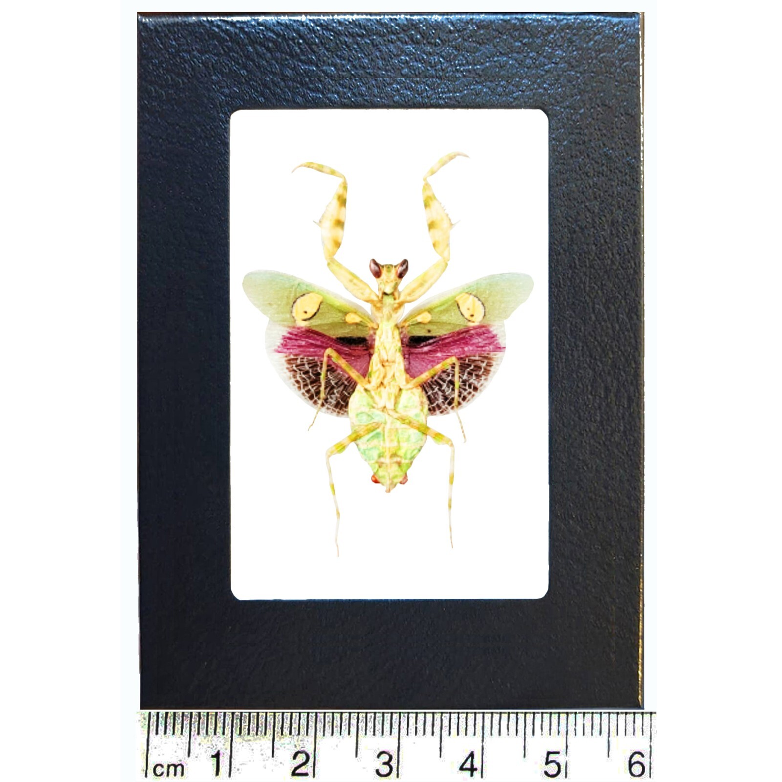Creobroter gemmatus VERSO pink green praying mantis female Indonesia