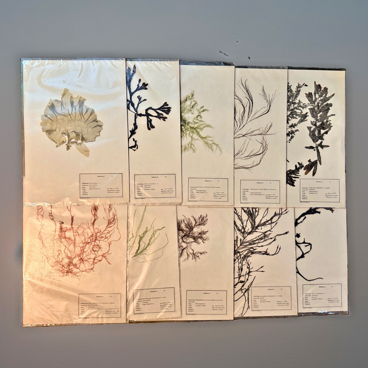 Vintage 1975-79 Seaweed Herbarium 10 Specimens Carolina Biological Supply Algae
