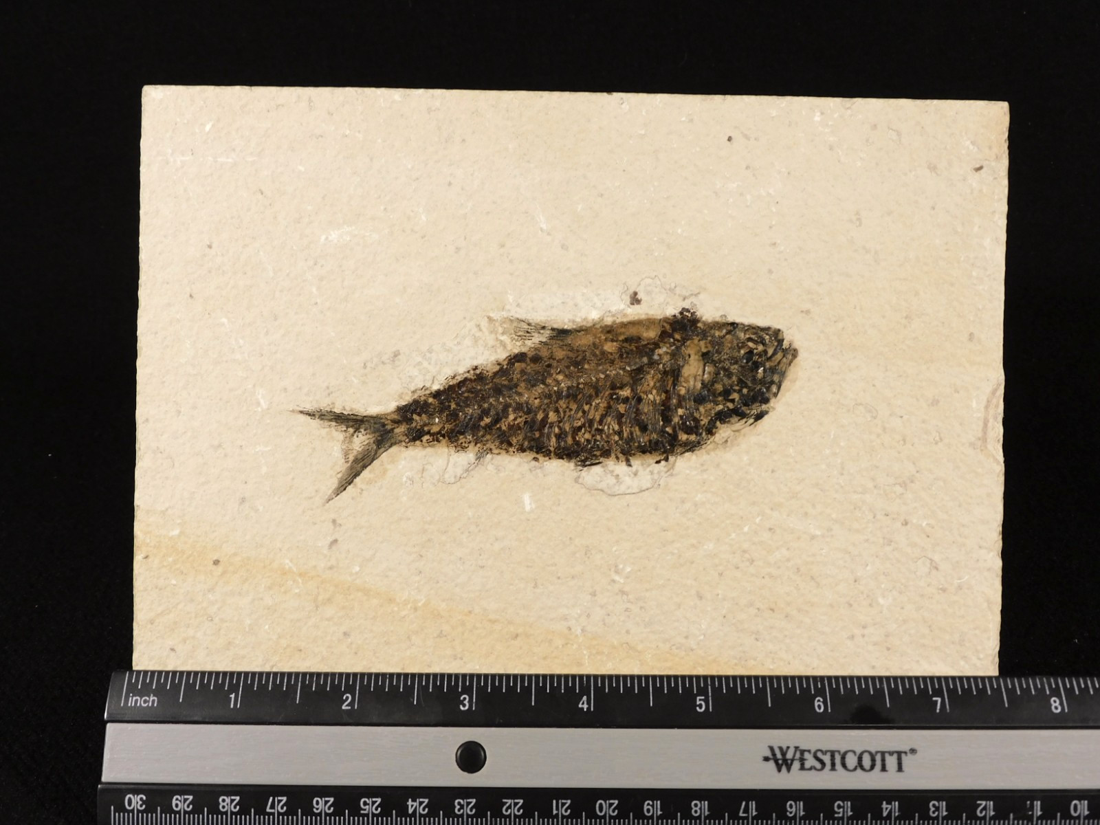 49 Million Year Old Knightia FISH Fossil From Fossil LAKE Wyoming 453gr