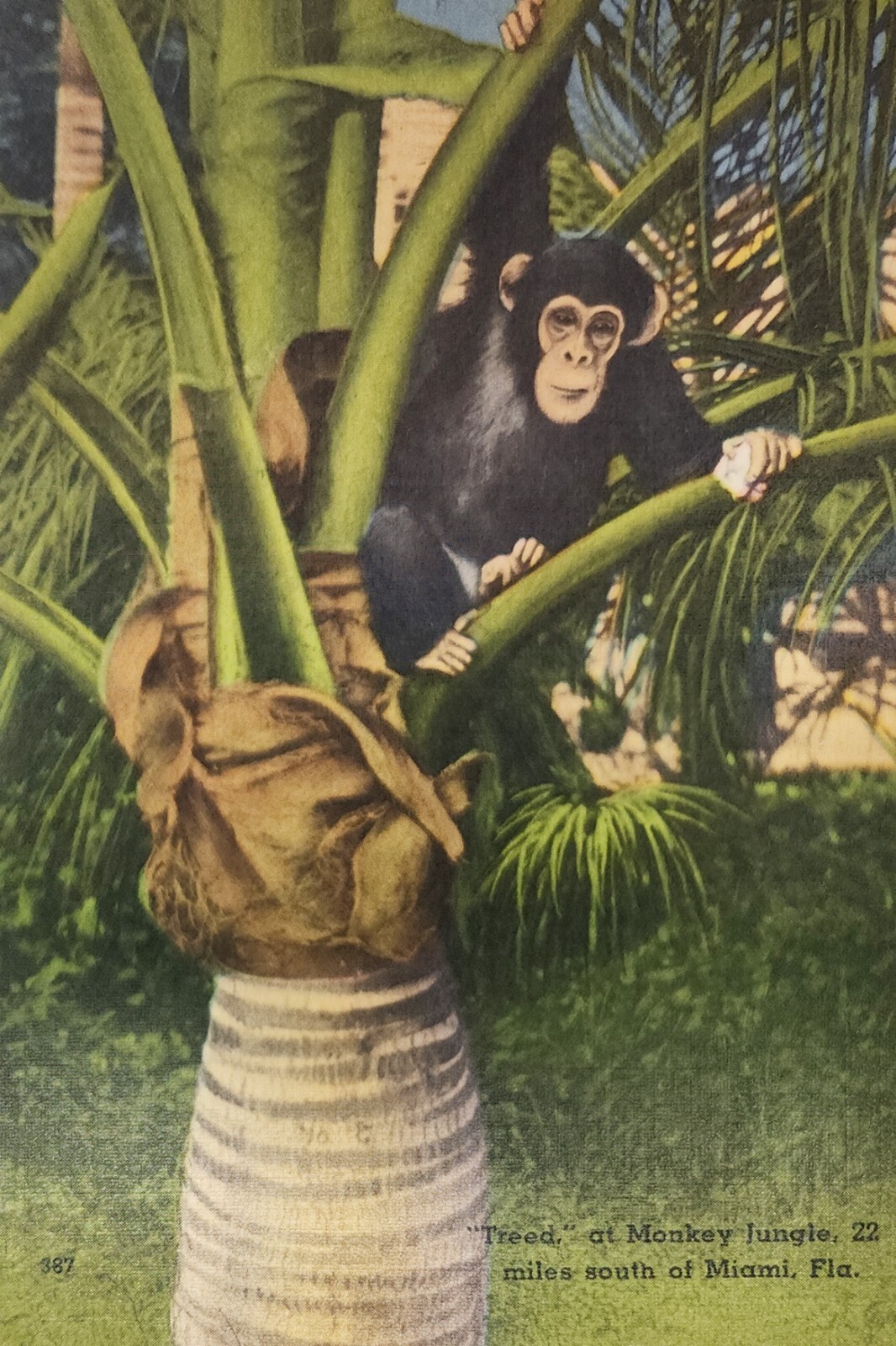 Treed At Monkey Jungle Postcard Circa 1954
