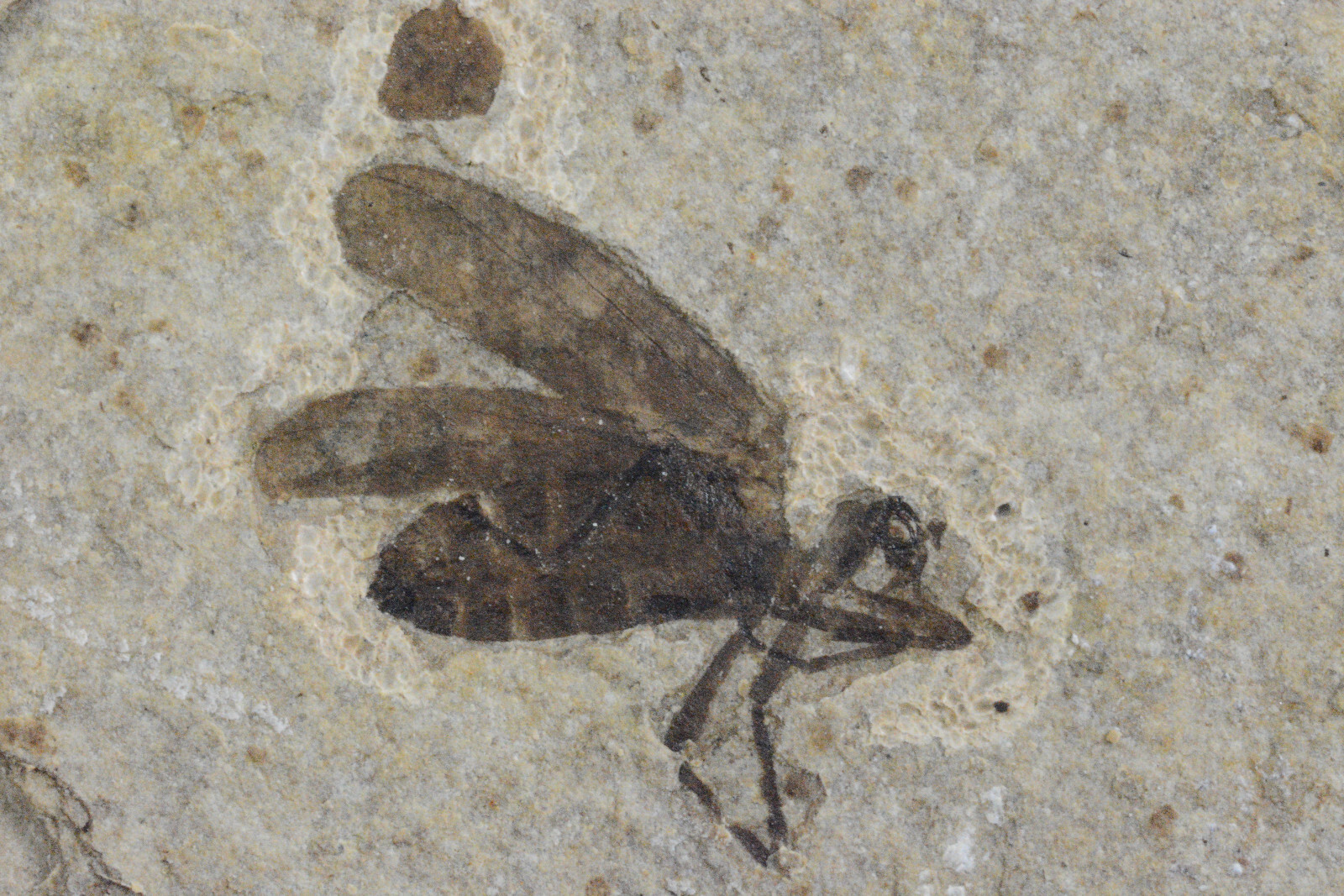 March Fly, Crane Fly, Larvae, Lindgren Quarry,  Wyoming