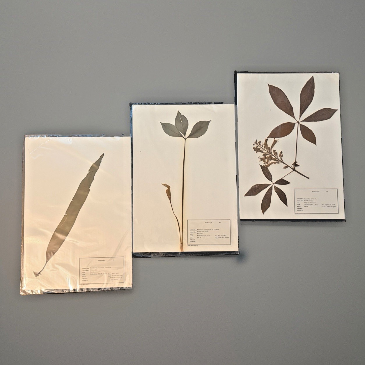 Vintage 1979 Herbarium 3 Pressed Plant Specimens Jack Pulpit Buckeye Kelp NC RI