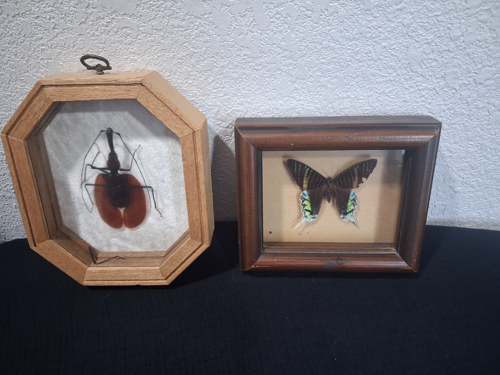 Pair of Vintage Framed Insect Taxidermy Madagascan Sunset Moth, Violin Beetle