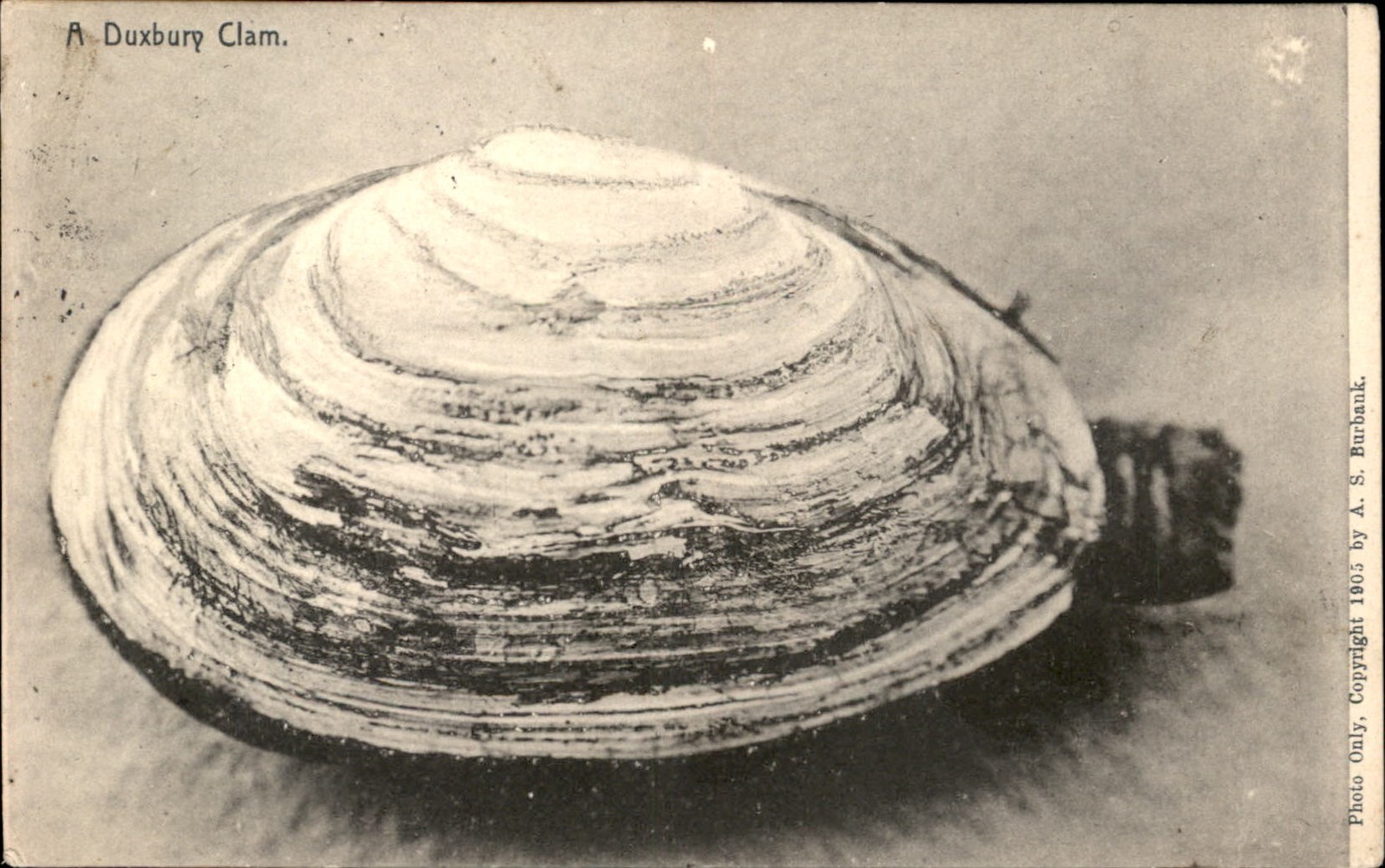 Duxbury Clam A. S. Burbank c1900s-10s Vintage Postcard