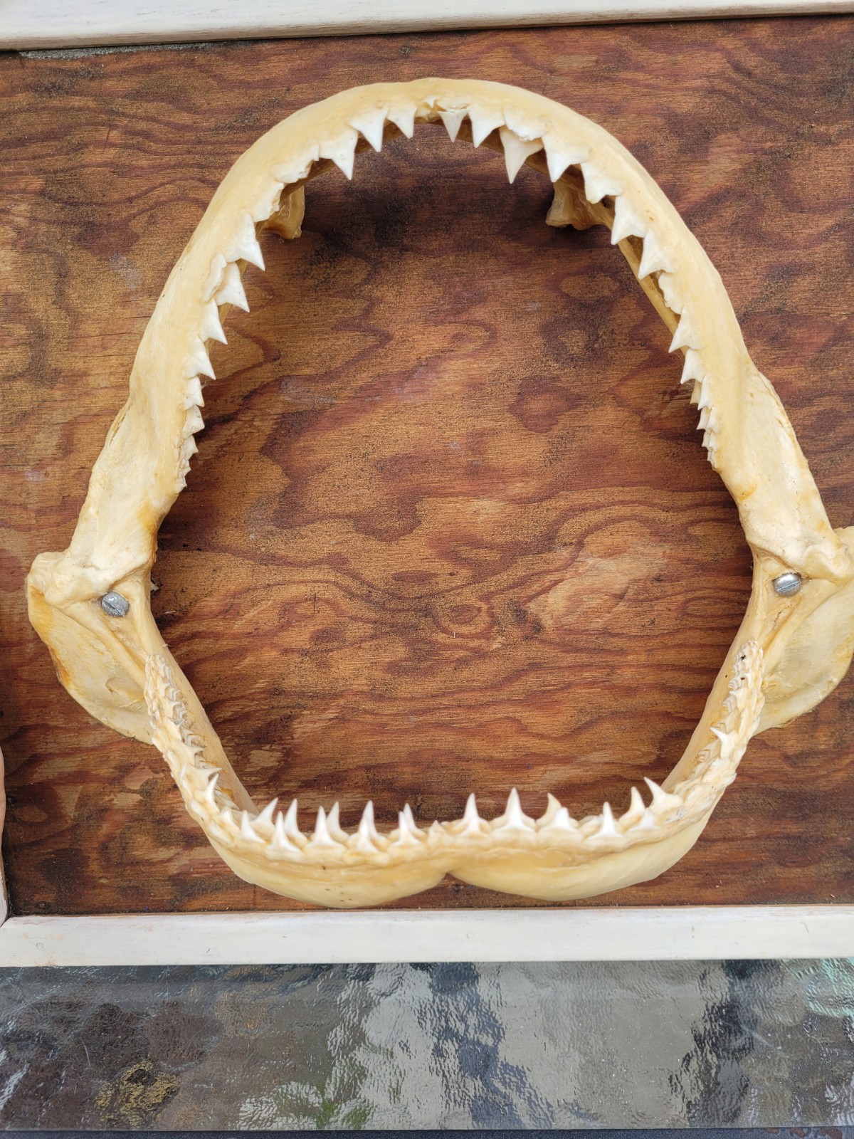 VINTAGE TAXIDERMY 11