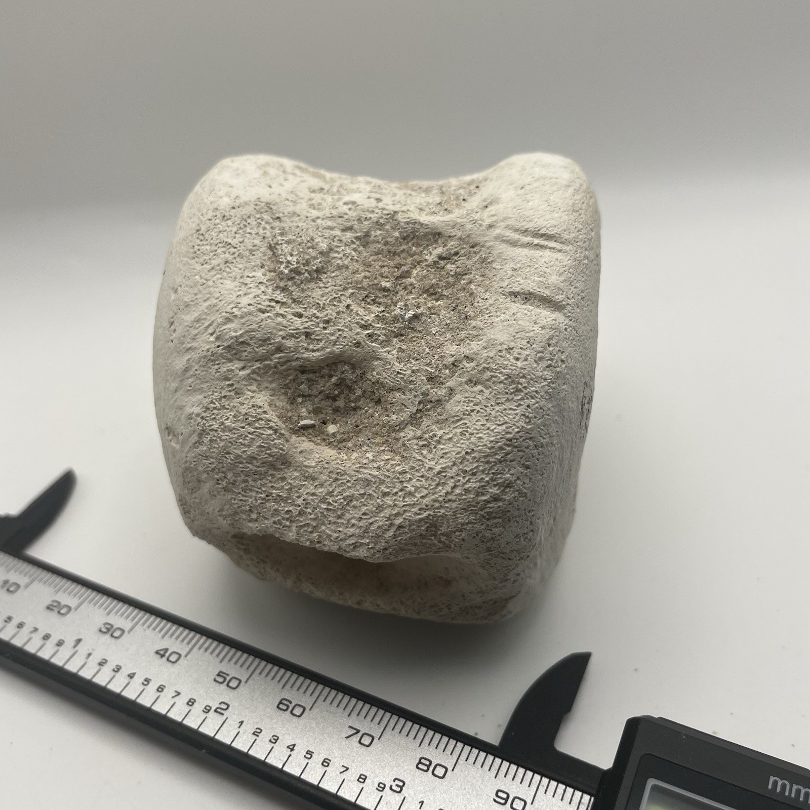 Whale/Dolphin Vertebrae Fossil RARE POSSIBLE BITE MARKS Cetacean Vertebrae