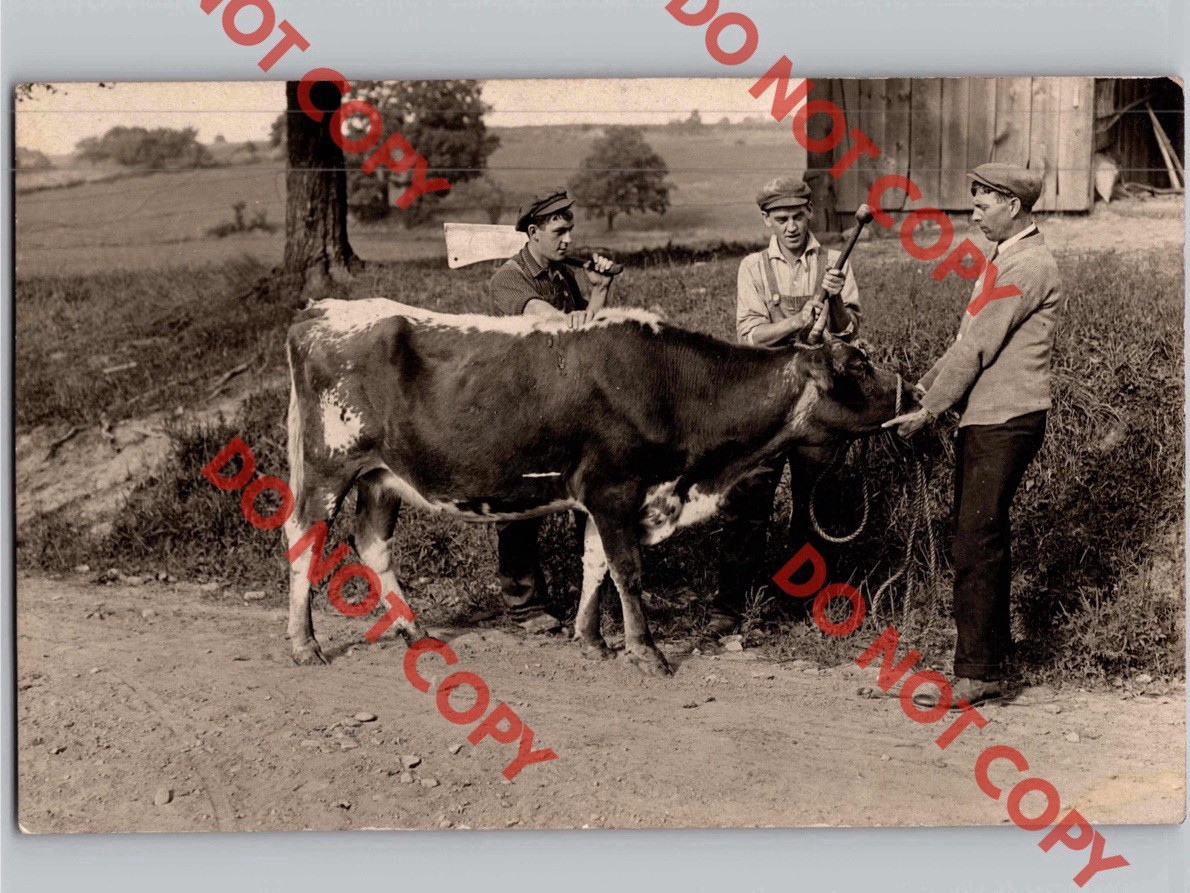 WOW c1910 Men Taking Cow To BUTCHER Knife Cattle Farming Occupational RPPC Photo
