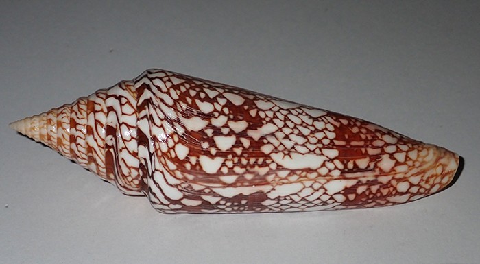 135 mm GREAT HUGE Conus Milneedwardsi Cone Seashell #AN1 From Kerala Island RARE