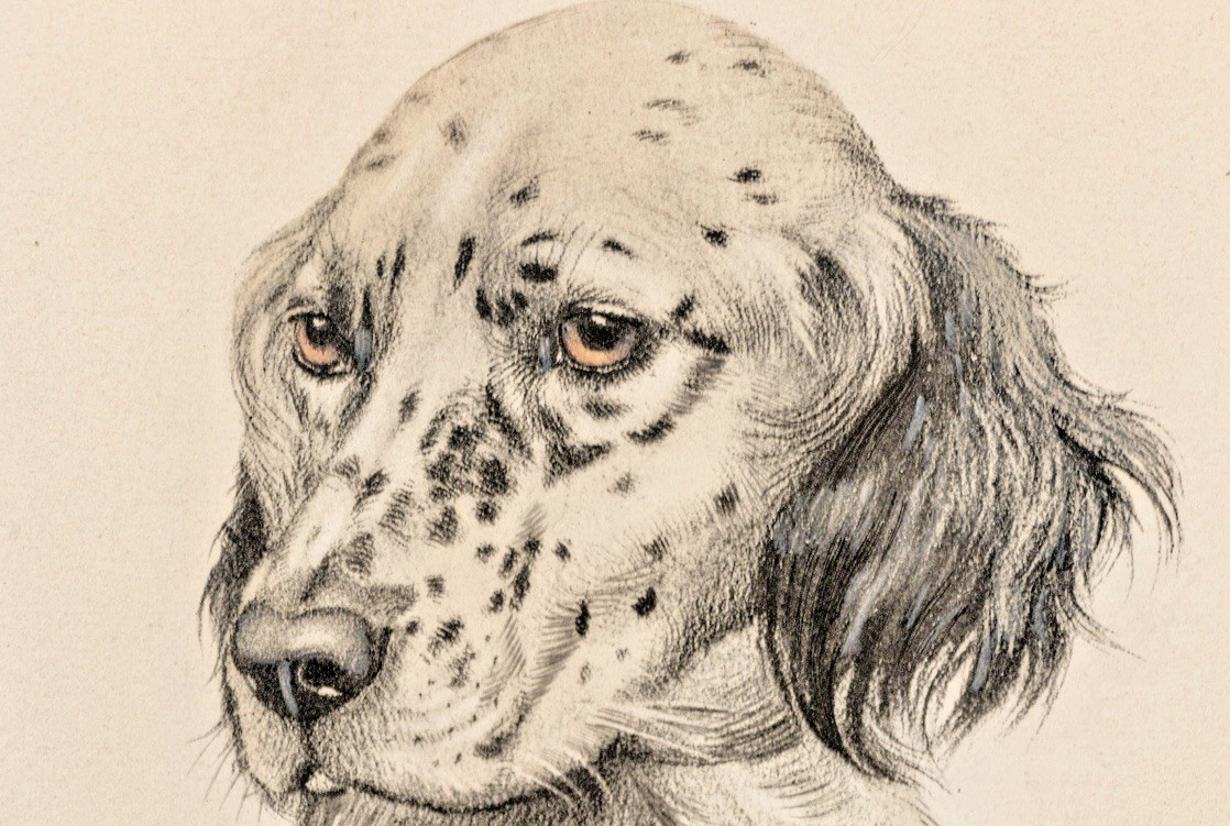 SIGNED ANTIQUE PRINT ENGLISH SETTER FRENCH LEON DANCHIN LITTLE SETTER HEAD 9x11