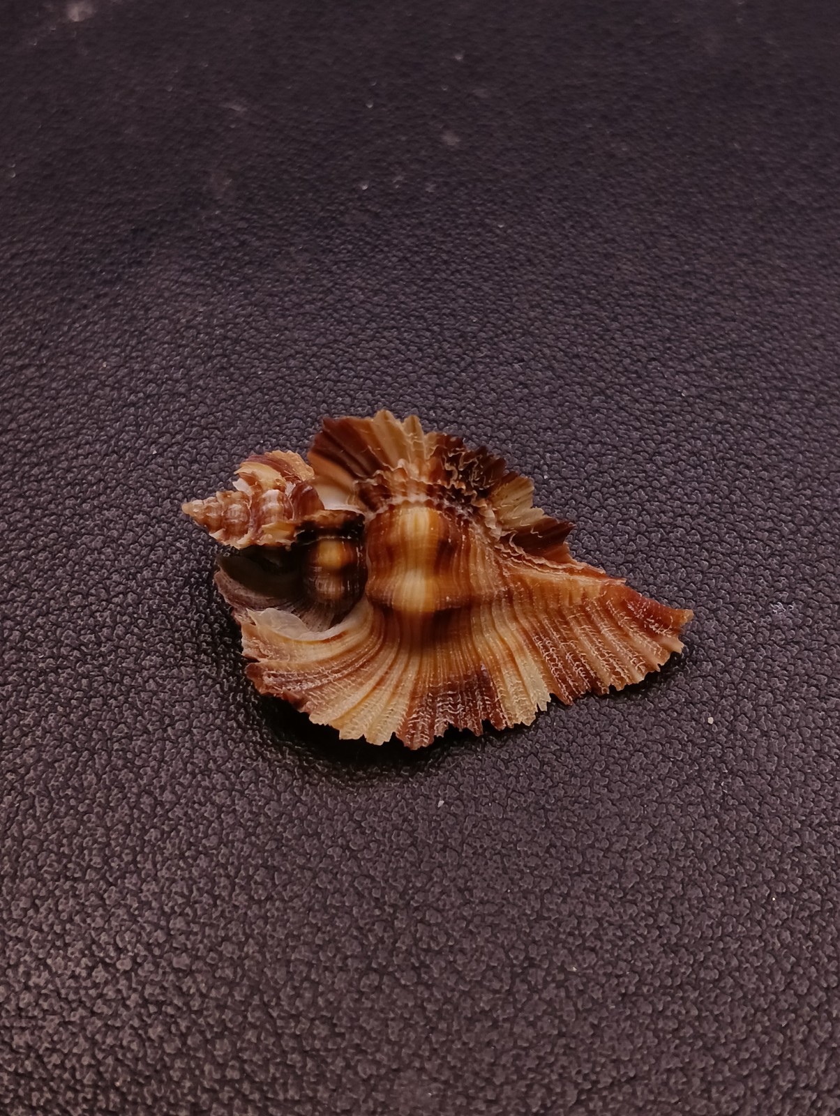 Chicoreus miyokoae murex sea shell 33mm beach marine collectors. #17959