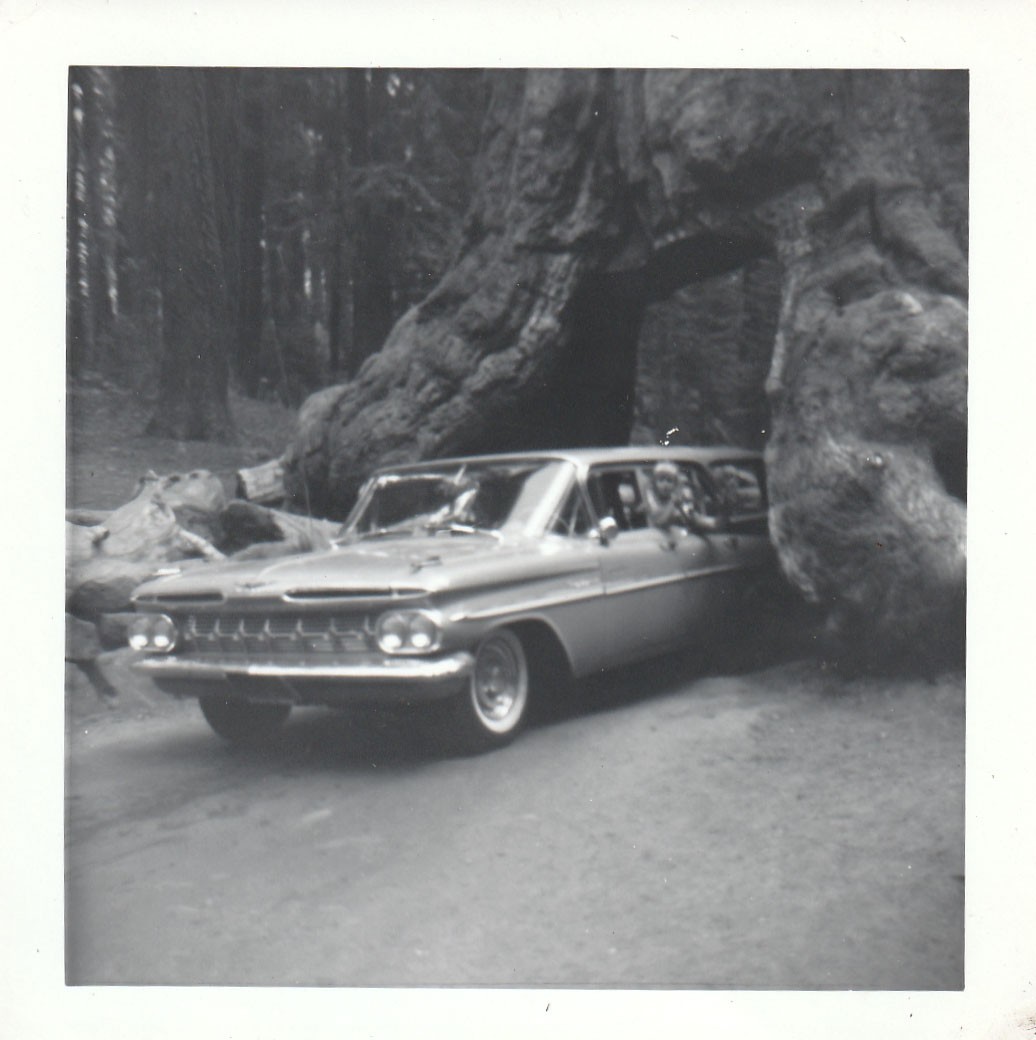 Vintage Photo Wawona Tunnel Tree 1959 Chevrolet Station Wagon Car Yosemite CA
