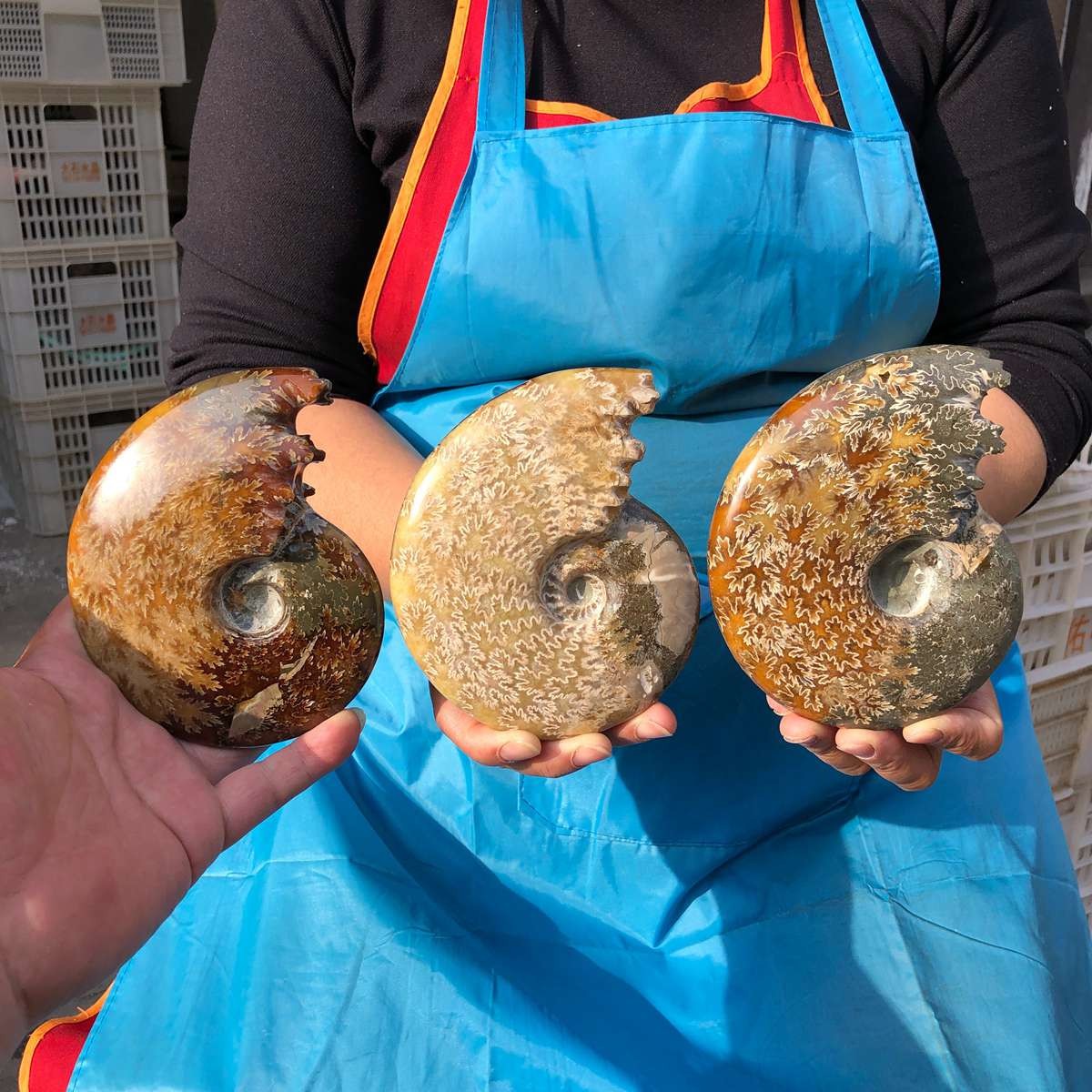 3.41LB 3pcs Natural Horn Screw Fossil Ammonite Conch Crystal Specimen Healing