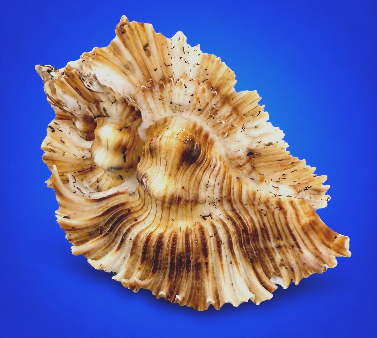 Chicoreus miyokoae 56.5mm Miyoko Murex Shell Rare Specimen Light Color