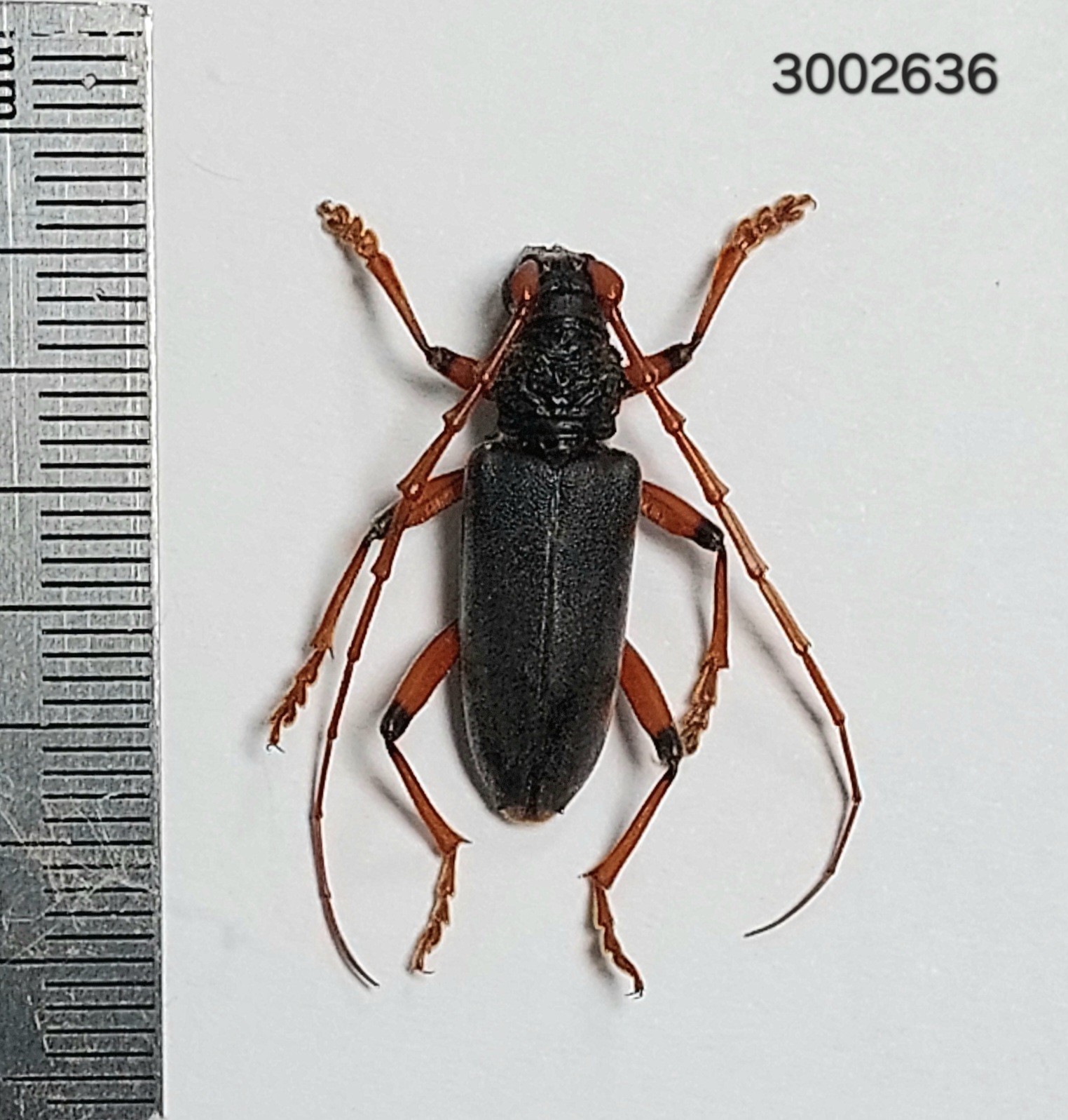 Cerambycidae sp. A1  #2636 NORTH THAILAND