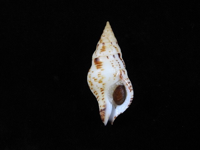 Sea shell Euthria calypso 53.9mm ID#8932