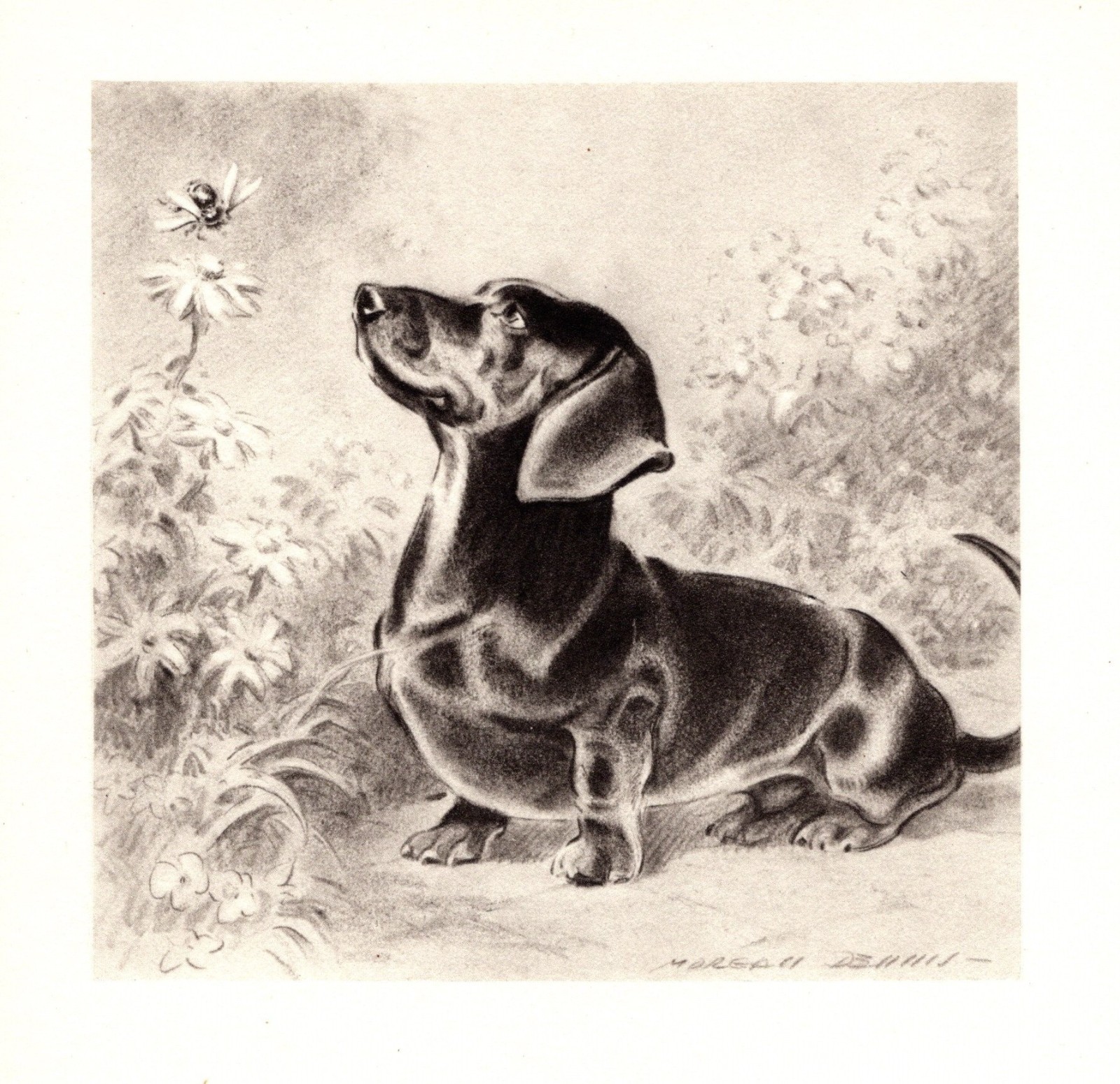 1947 Vintage Dachshund Print Morgan Dennis Dachshund Illustration Art 7107b