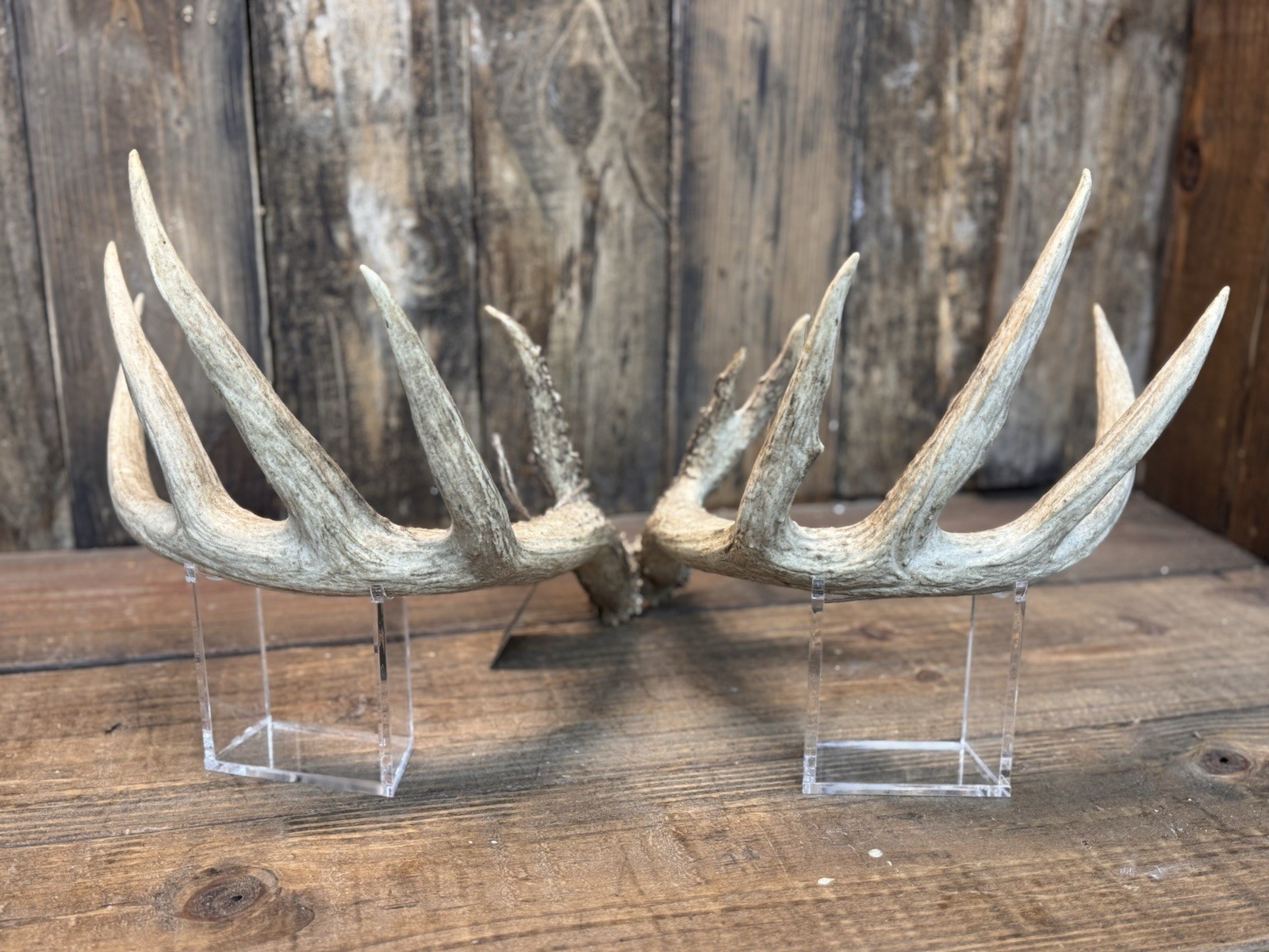 Super nice Kansas Wild Whitetail Antlers Set