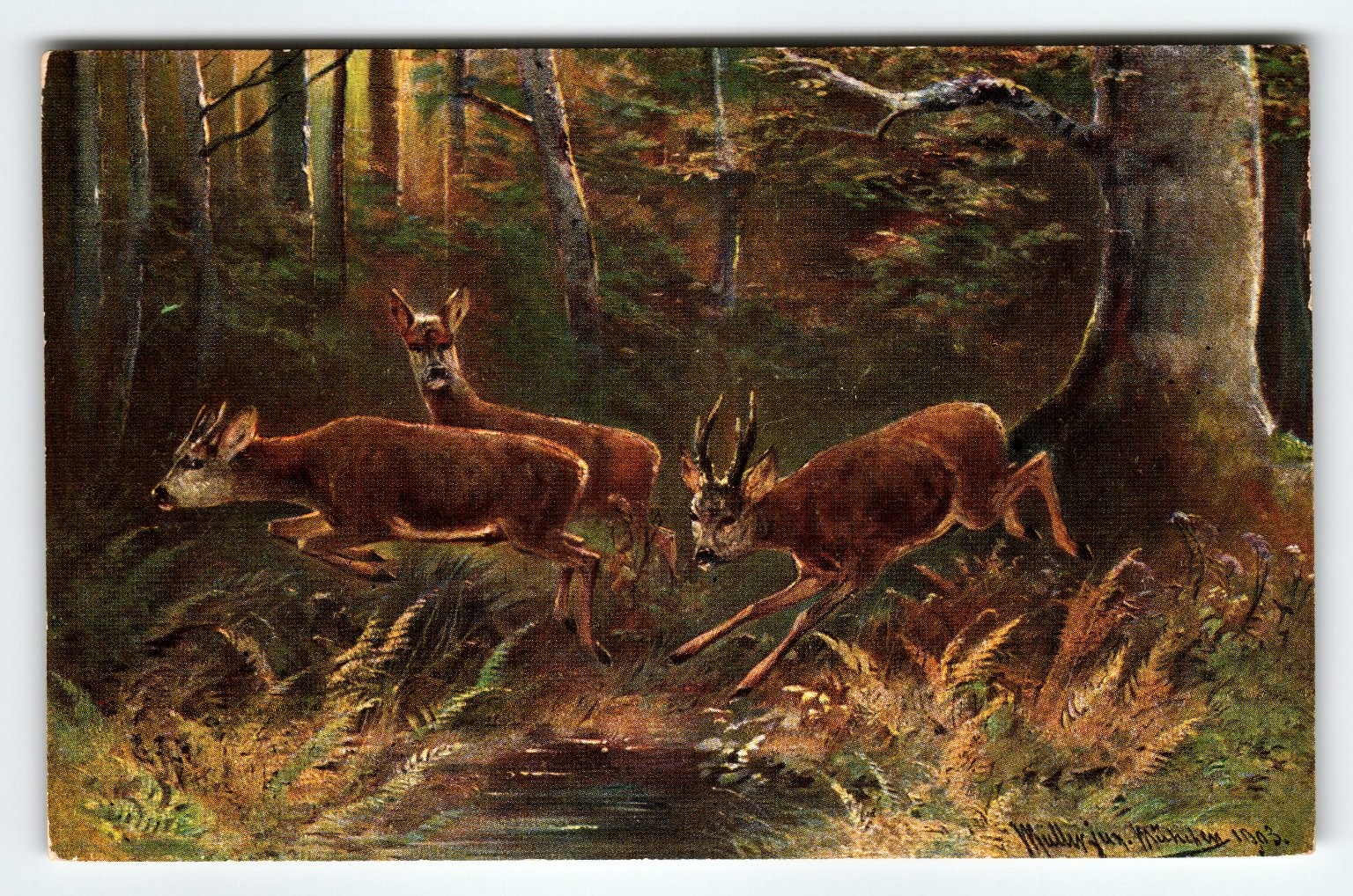 Signed Muller 1903 Artist Postcard Featuring Deer in Forest Scene