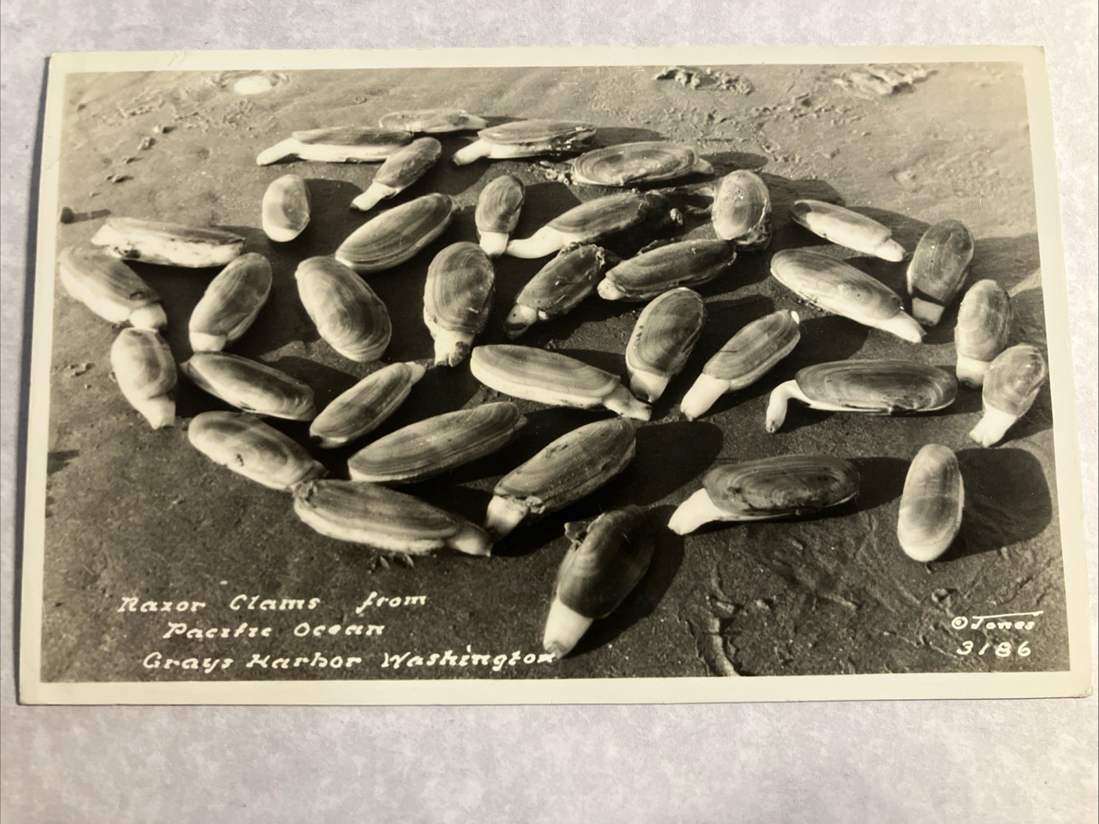 RPPC Razor Clams from Pacific Ocean in Copalis Beach Washington c1940s Postcard