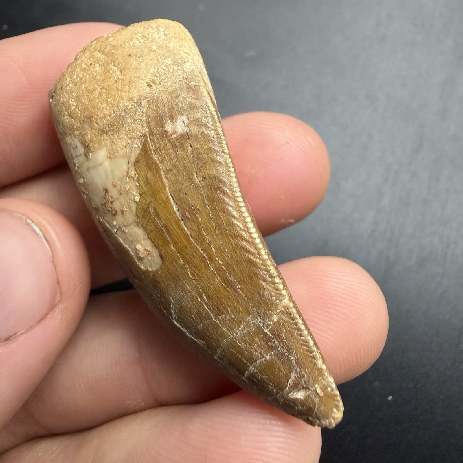 Charcharodonotosaurus Dinosaur Tooth Fossil 1.88” 