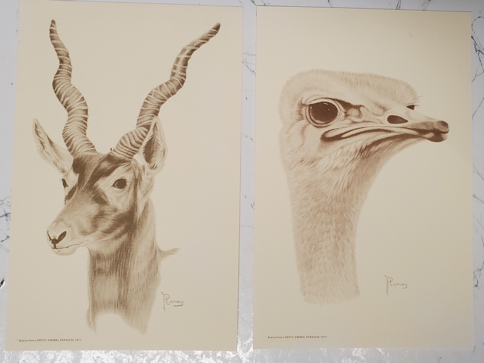 Lot Of 2 Vintage 1977 P. Harvey Buena Vista Exotic Animal Park Postcards