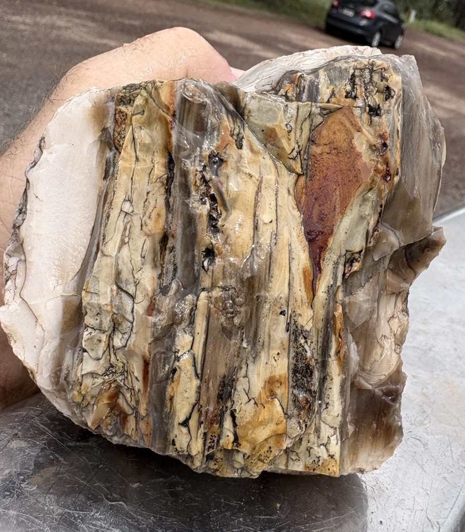 ☘️RR⛏️: Agate/Bark Excellent Arizona Petrified Wood 2 Lb 2 Oz. 🌈