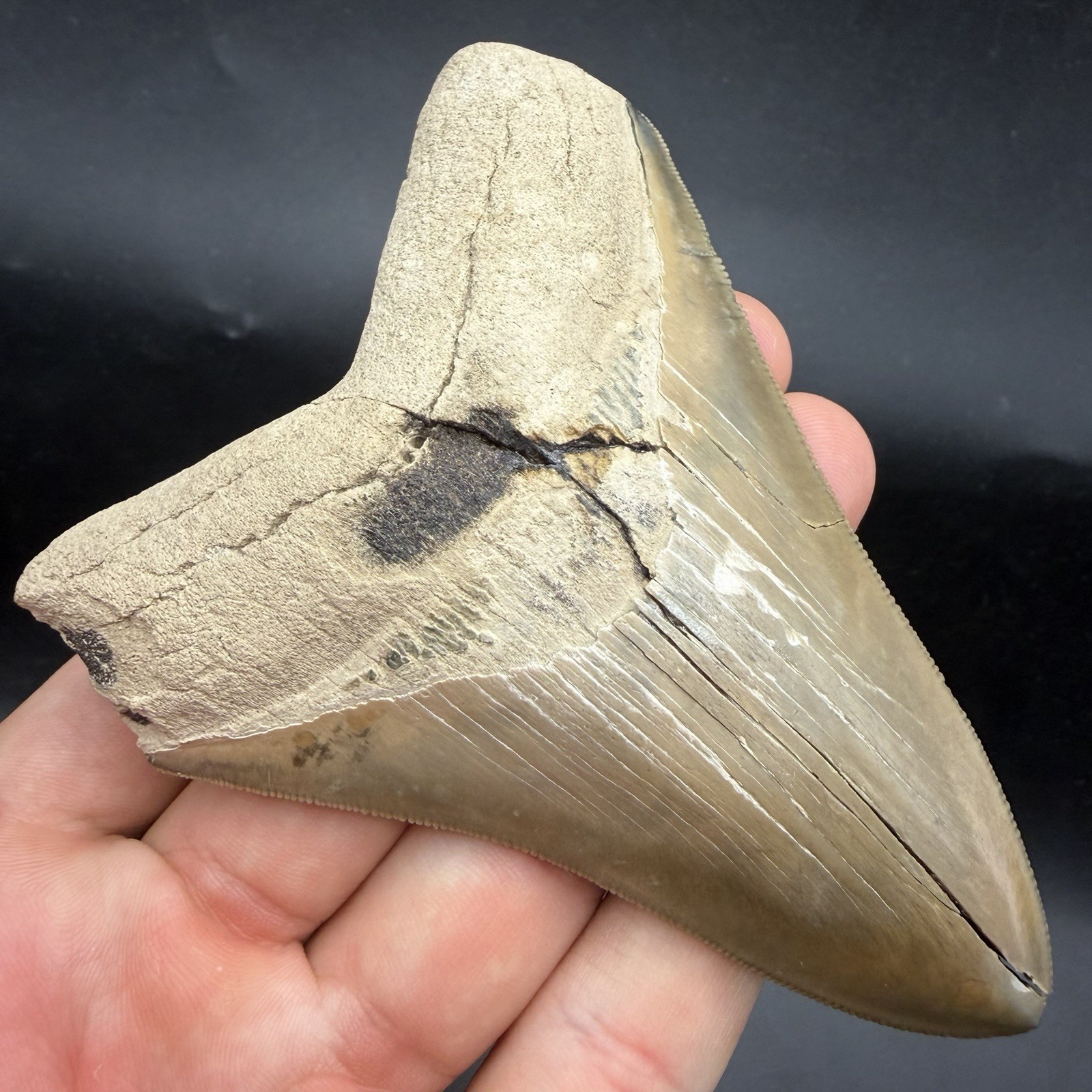 Megalodon Tooth - Real Shark Tooth Fossil 4.36” SWFL (Restored)