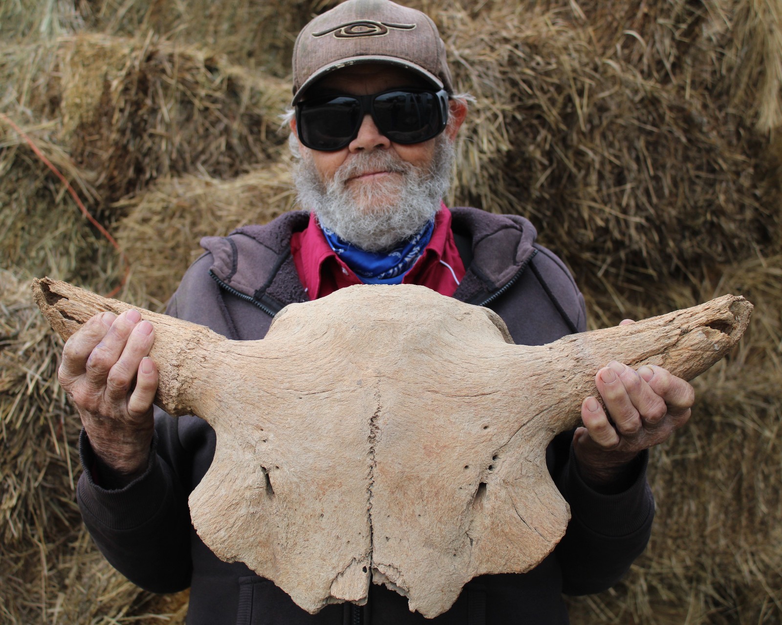 Buffalo Bison Skull Cap Fossil Heavy