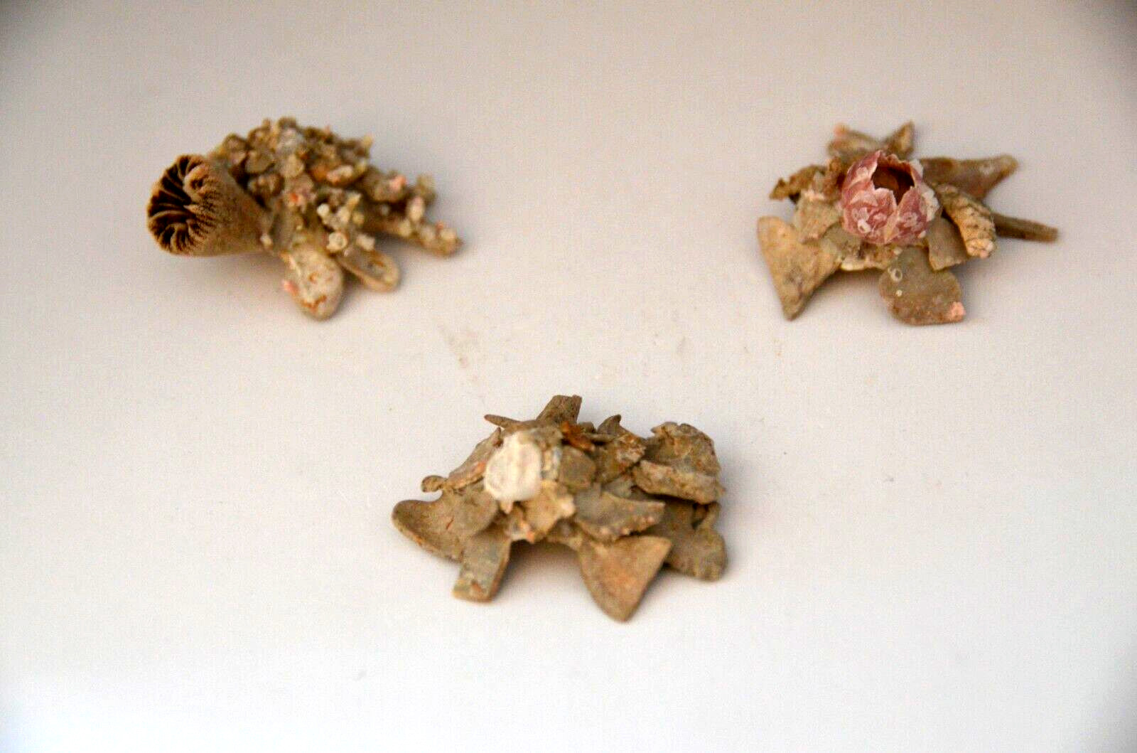 1 Specimen Xenophora japonica - ( Carrier Shell ) - 1 3/4\
