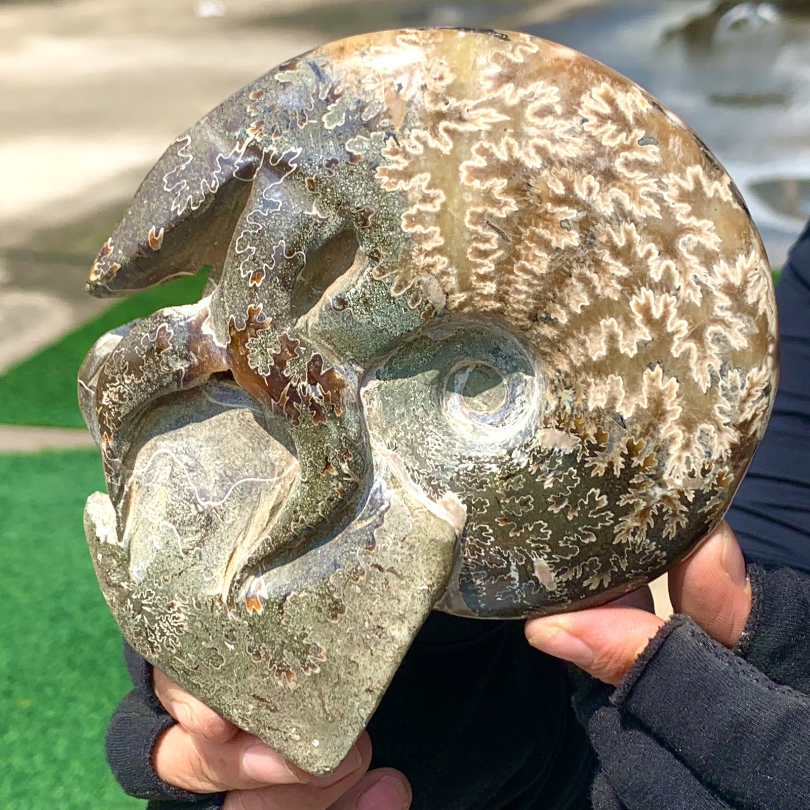 1.33LB Rare Natural Tentacle Ammonite Specimen  Healing Crystal