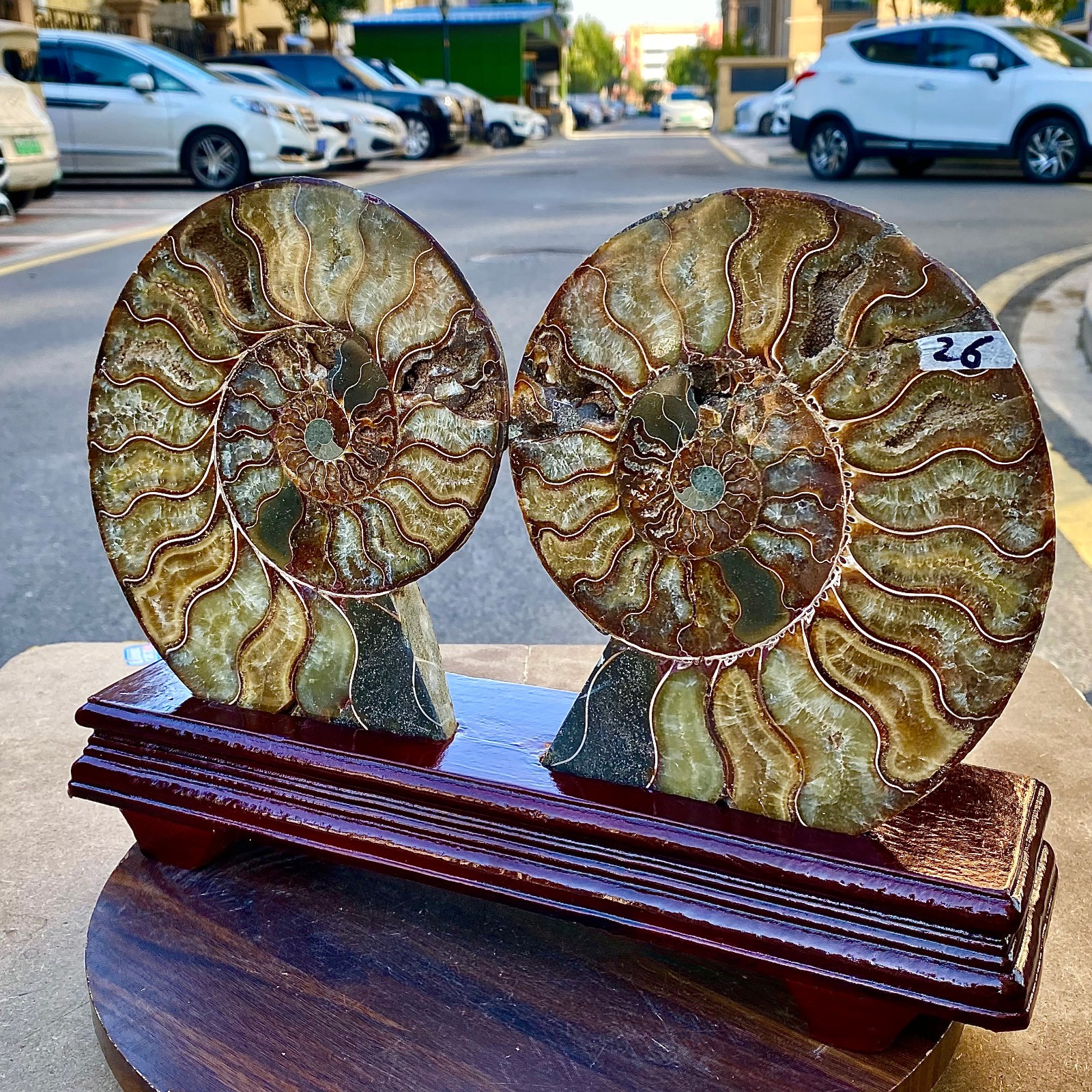 4.56LB 1pair of Natural conch slice polished Fossil Madagasca