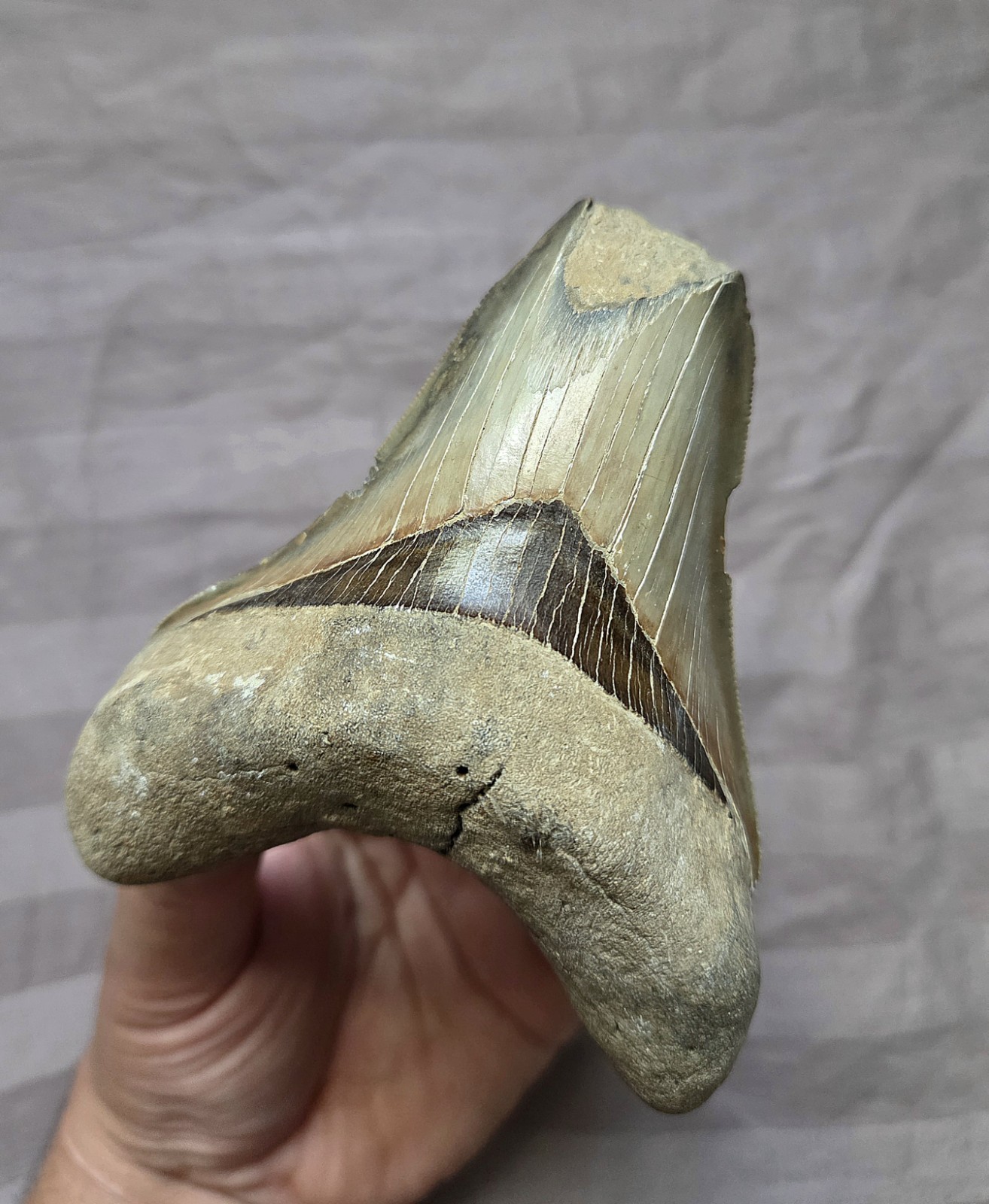 Rare Huge Colorful Bite Damage Calvert Cliffs MD Megalodon Shark Tooth Fossil NC