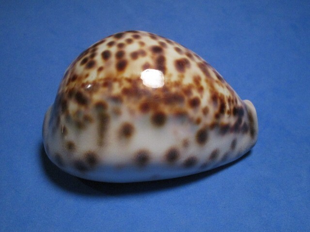 Cypraea tigris (Linnaeus,1758)  \