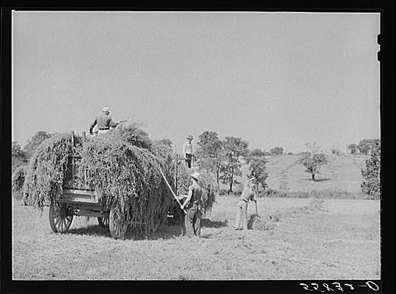Horse Breeding Farm near Lexington,Kentucky,KY,Fayette County,Wolcott,FSA,1