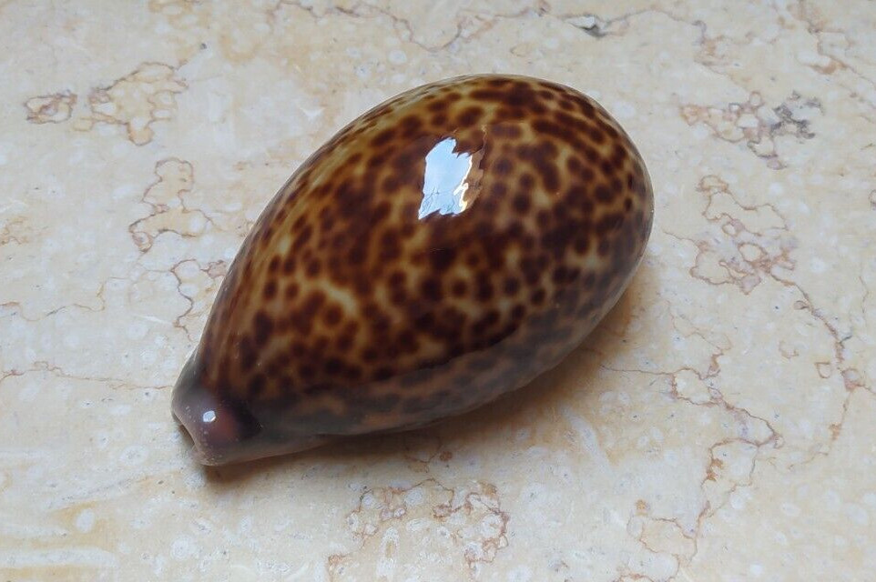 F Cypraea pantherina  nice color  red sea shell natural glossy F++++F+++ 92.5mm
