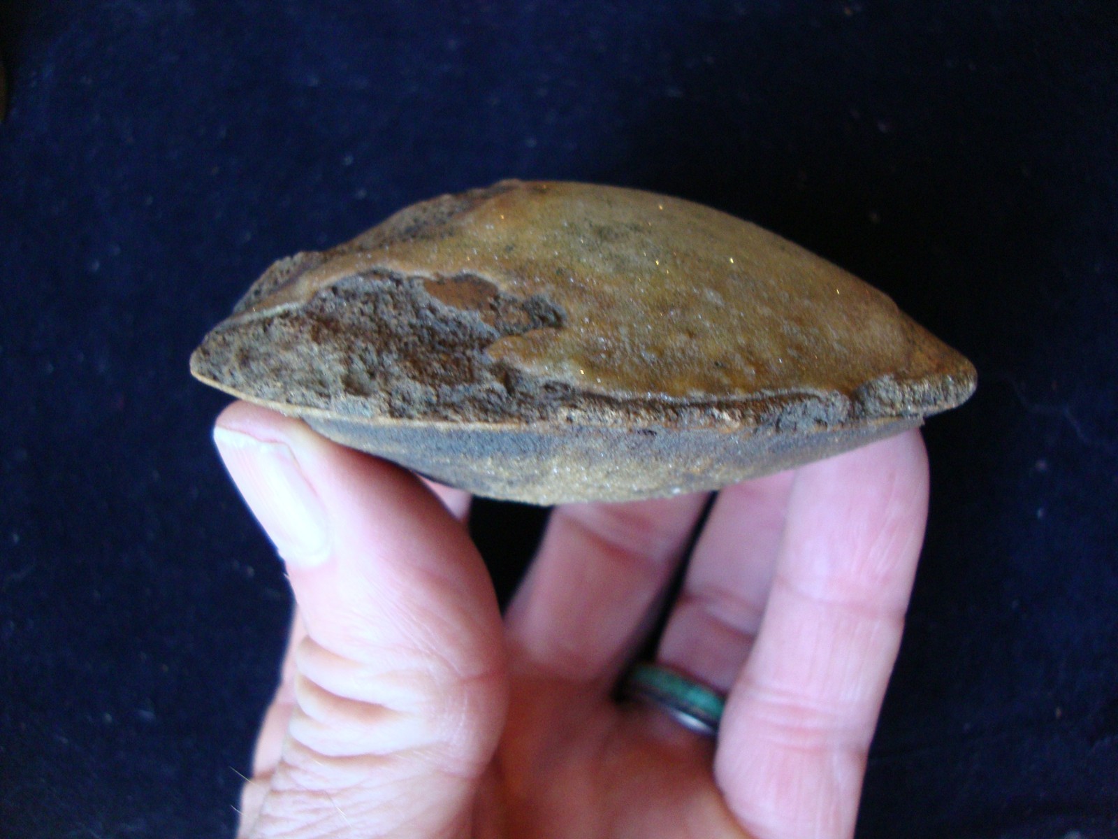 Amazing 3 million year old FOSSIL RIVER SHELL Deep South FOSSIL ~92~