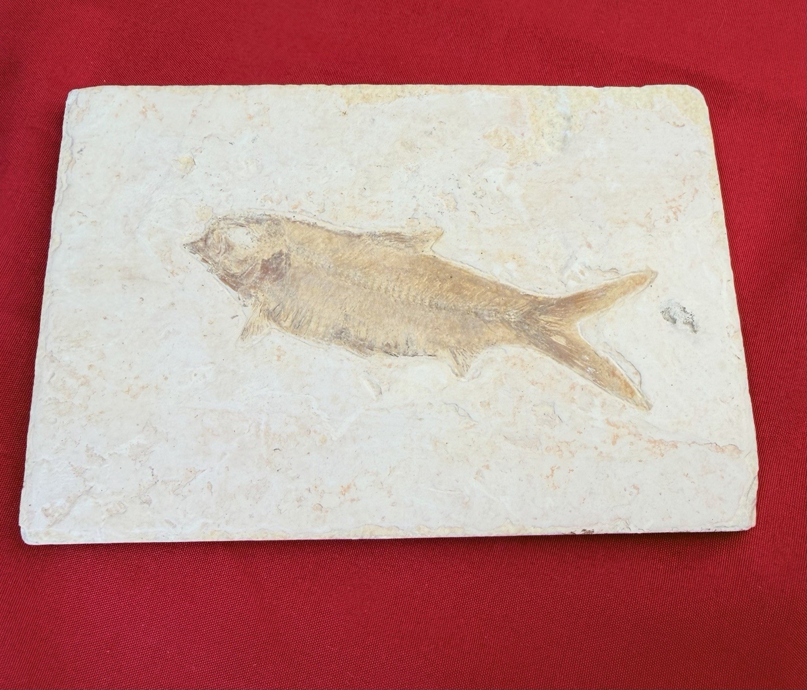 50M Year Old Knightia Eocaena Fossil Fish 6x4 Green River Formation Wyoming WY