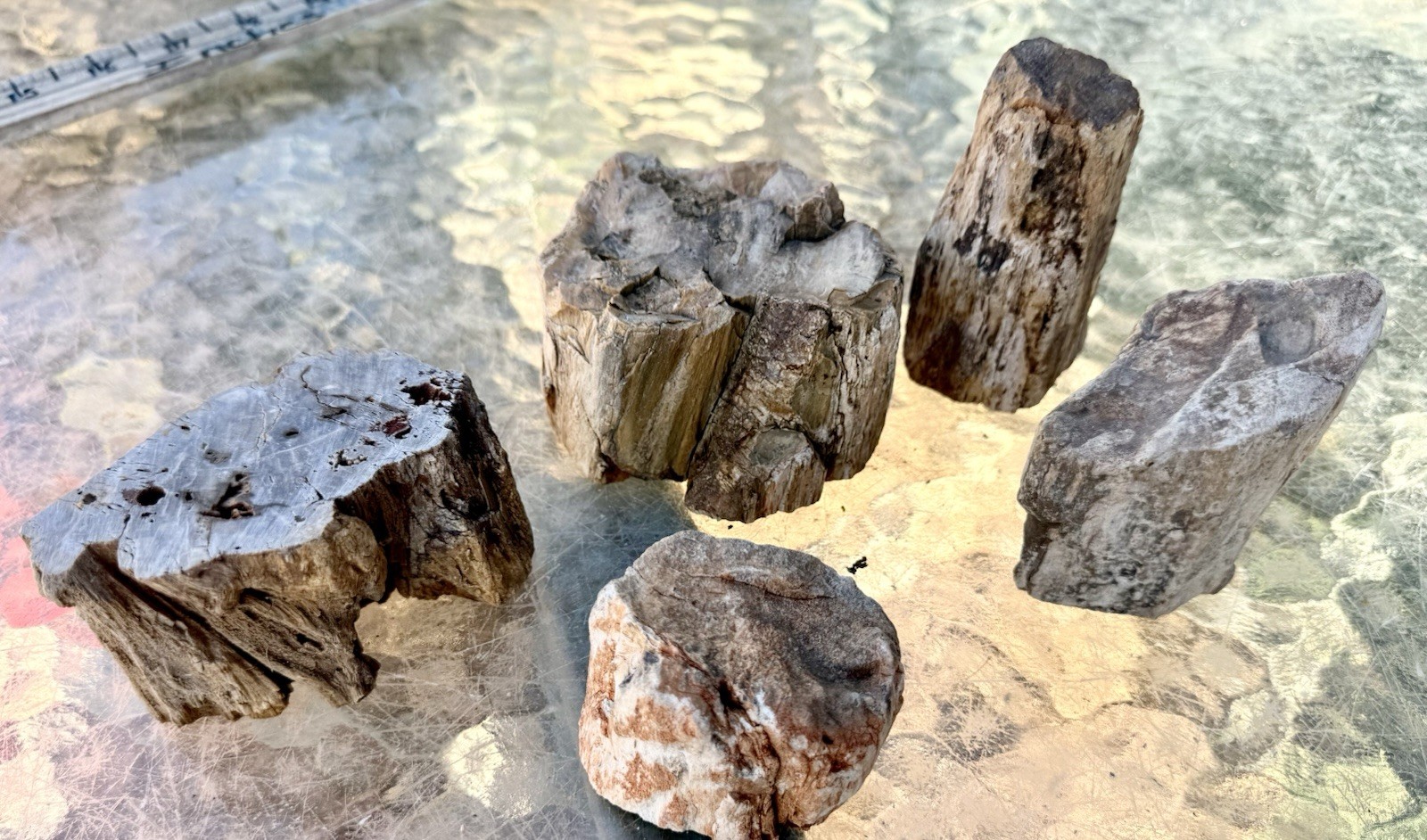 BEAUTIFUL LOT* 5 Palm Size Pieces~Rough Faced Petrified Wood~Outstanding Details