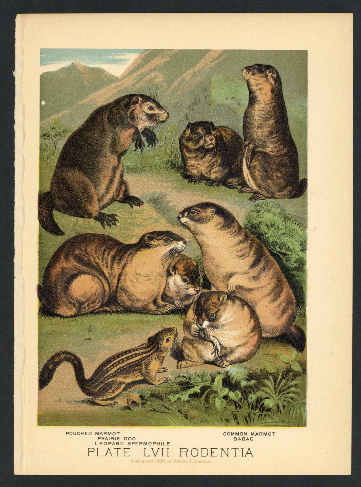 PRAIRIE DOG, MARMOT, BABAC, Vintage 1897 Chromolithograph Print, Antique, 057