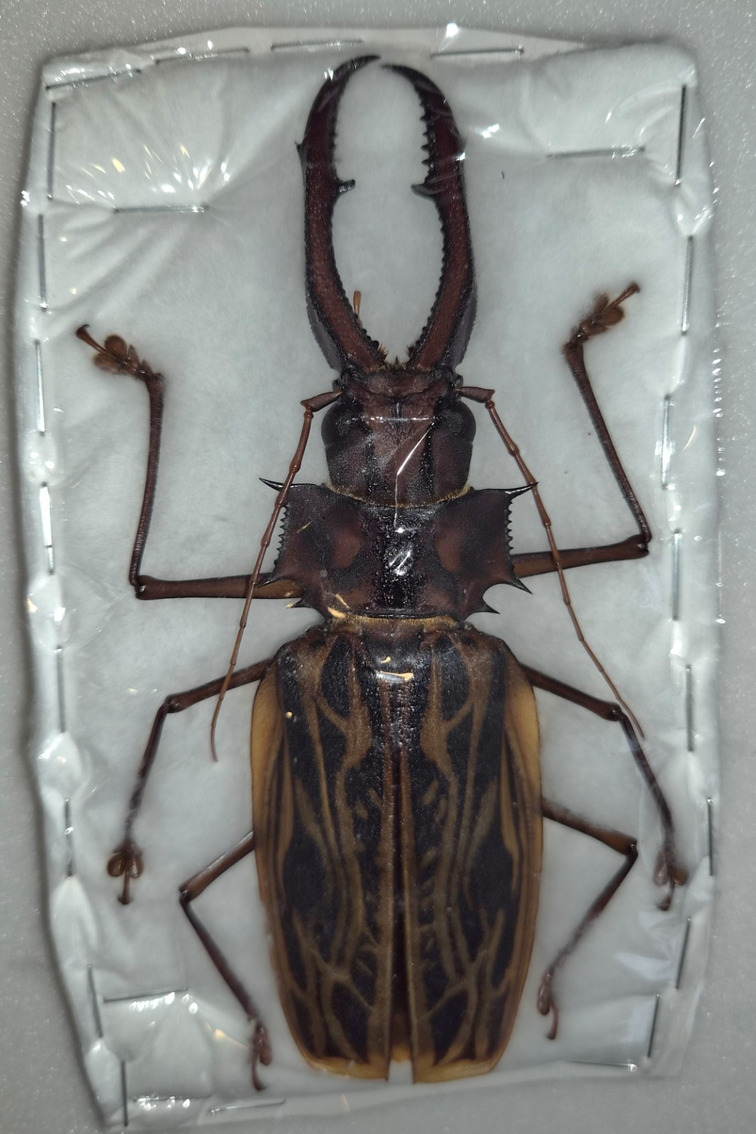 MACRODONTIA CERVICORNIS XXL 148.5MM A1