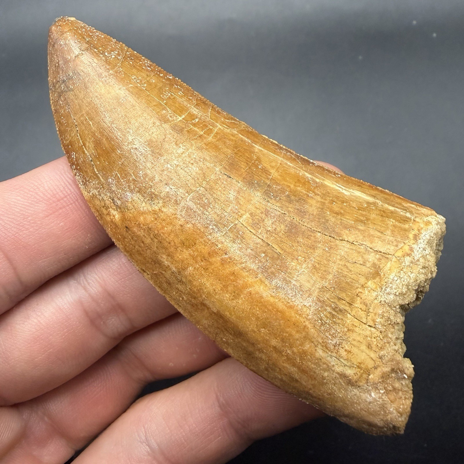 HUGE Fossil Dinosaur Tooth Charcharodontosaurus 3.45” Morocco (Restored)