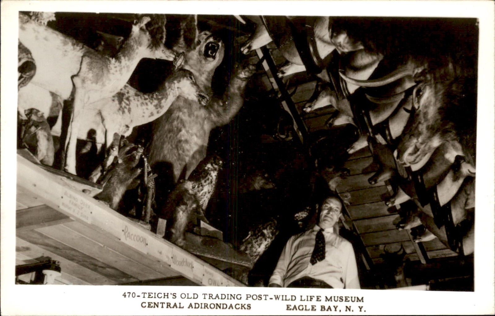 Eagle Bay NY Wild Life Museum TAXIDERMY Real Photo Vintage Postcard bhn