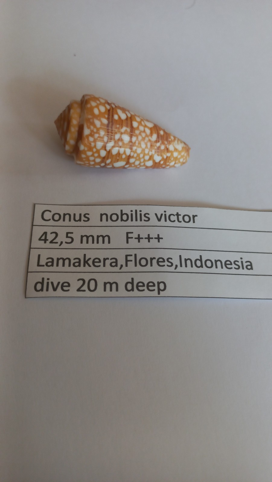 Conus nobilis victor 42,5 mm  F+++