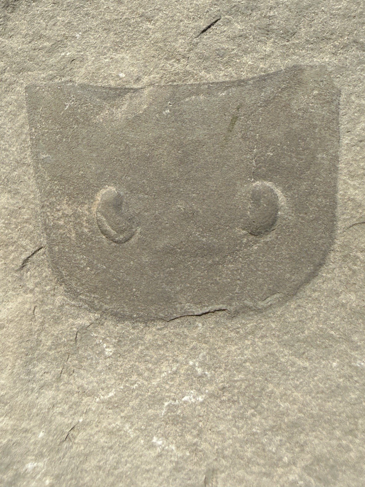 Eurypterid ( Fossil Sea Scorpion) Silurian – Ridgemount Quarry, Ontario E1