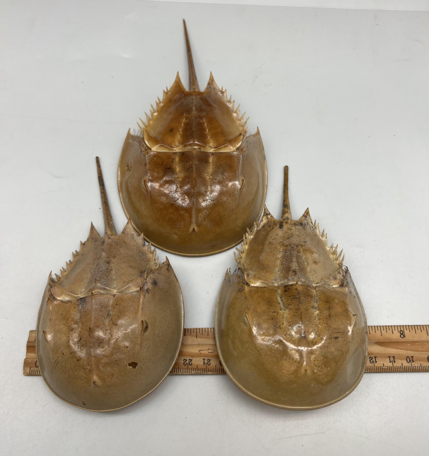 Damaged* 1PC Dried Molted Horseshoe Crab Shells - 5\