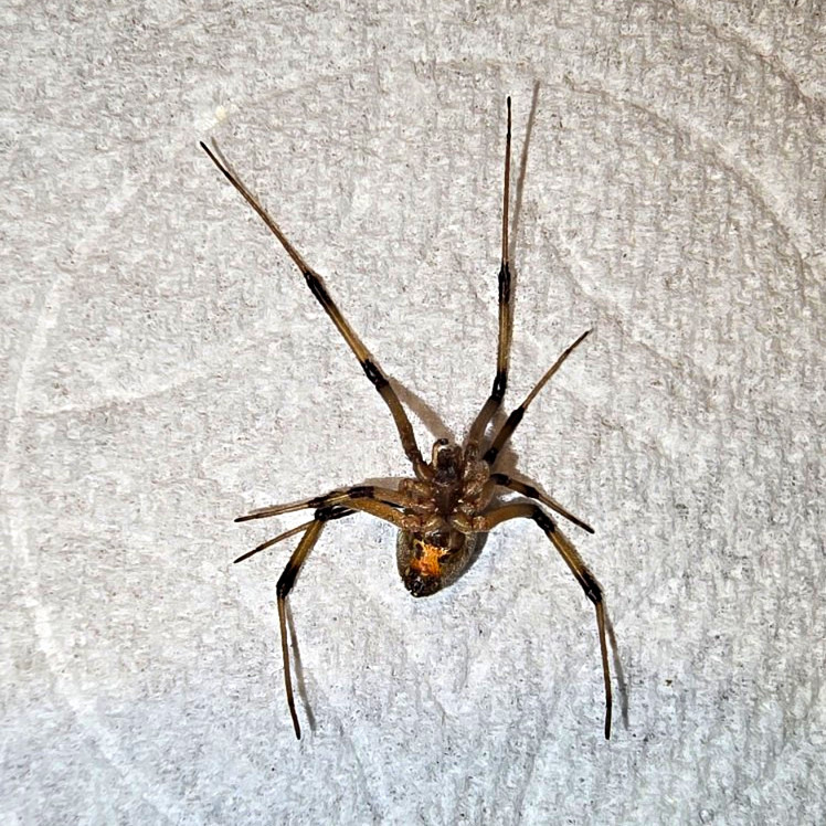 Spider Wet Specimen Collectible Specimen - Ruler Included for Scale Display